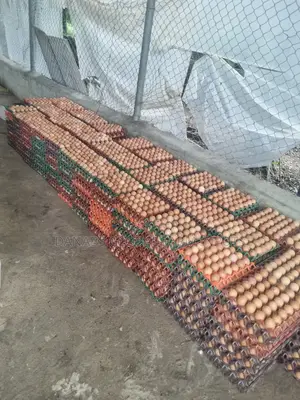 Fresh Eggs Available for Sale