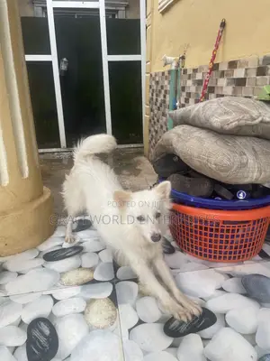 1+ year Female Purebred American Eskimo
