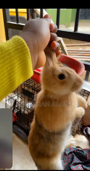Baby Rabbits
