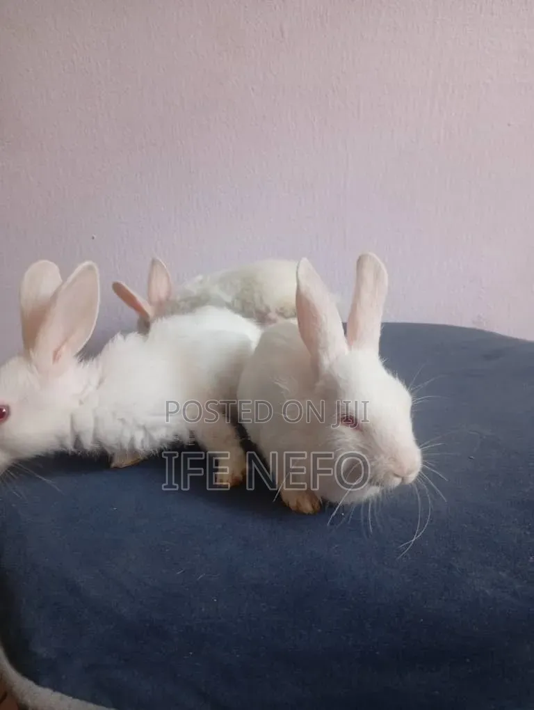 Rabbits for Sale
