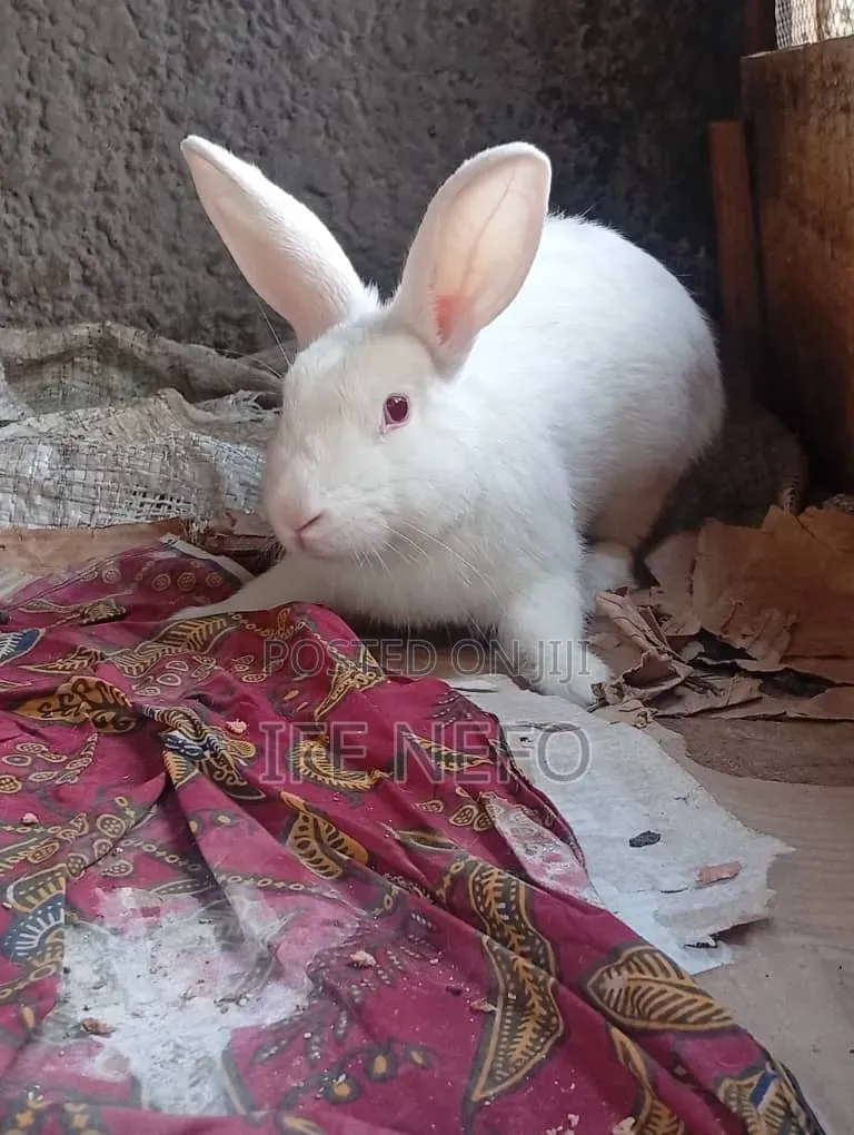 Rabbits for Sale