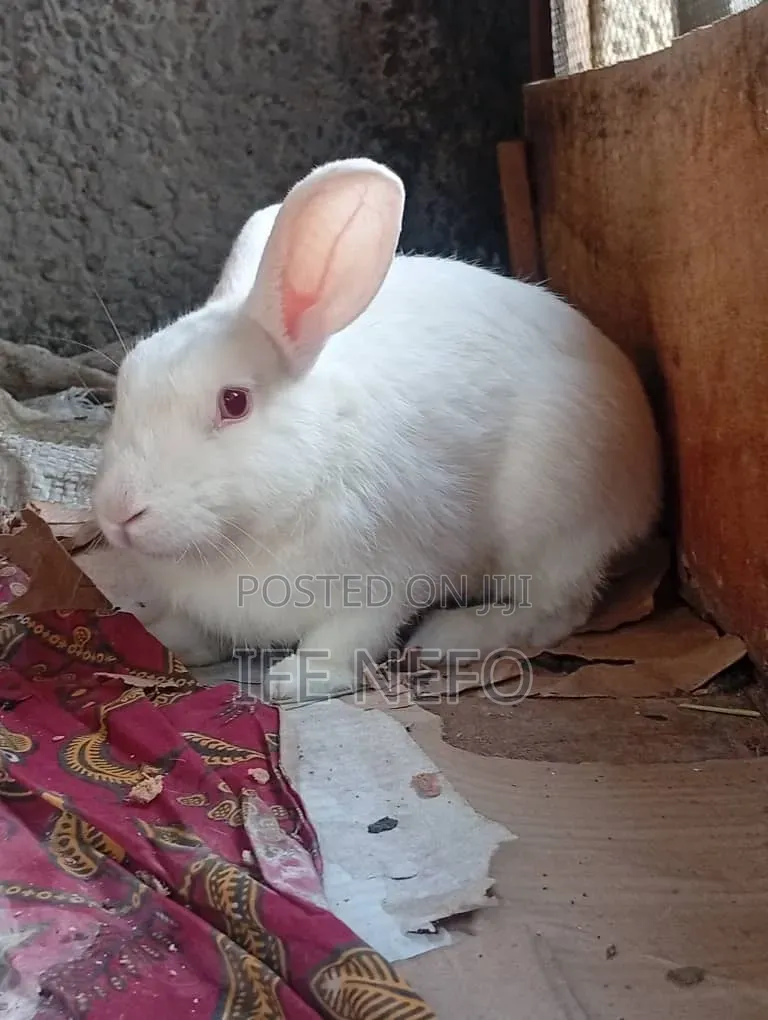 Rabbits for Sale