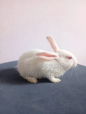 Rabbits for Sale