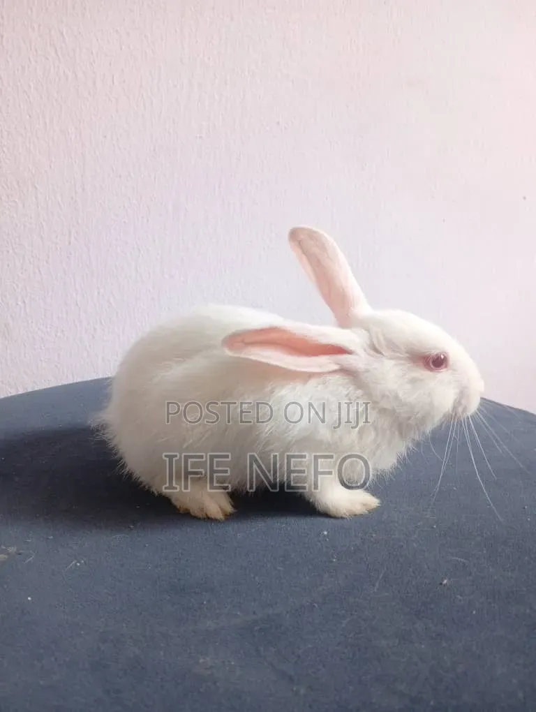 Rabbits for Sale