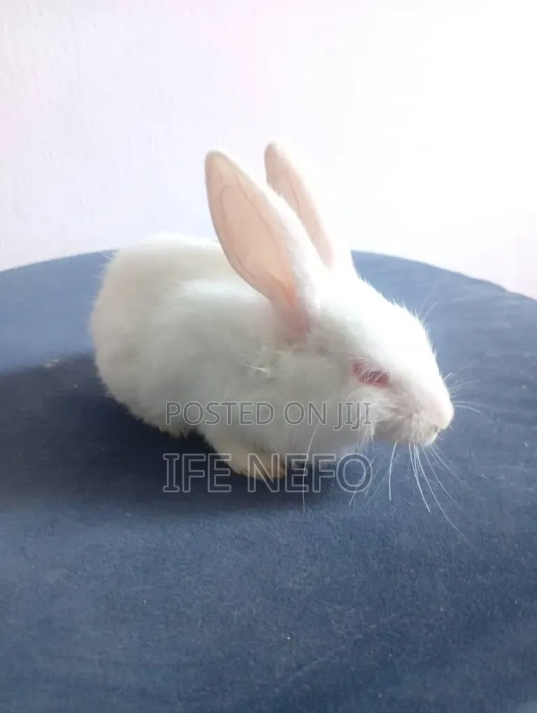 Rabbits for Sale