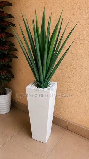 Agave Plant