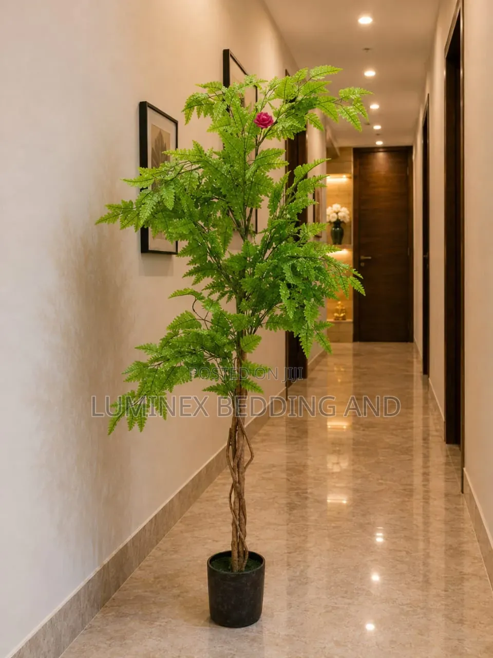 Fern Plant