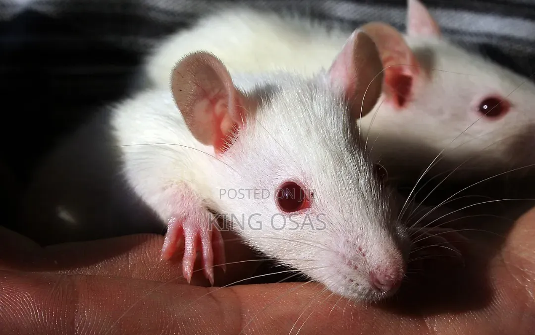 White Rat For Sale