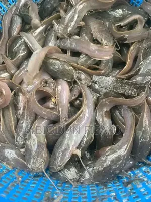 Catfish Poultry Birds