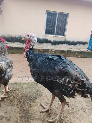 Life Turkey