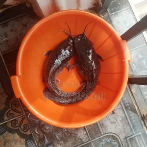 Live Catfish Table Size for Sale