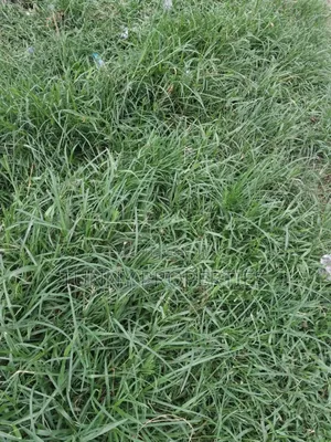 Plots, Acres and Hectares of Land for Sale