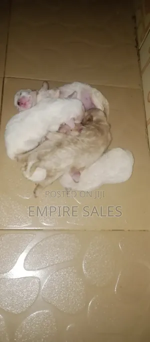 1-3 months Female Purebred Lhasa Apso