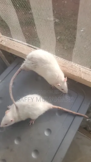 White Rat for Sell