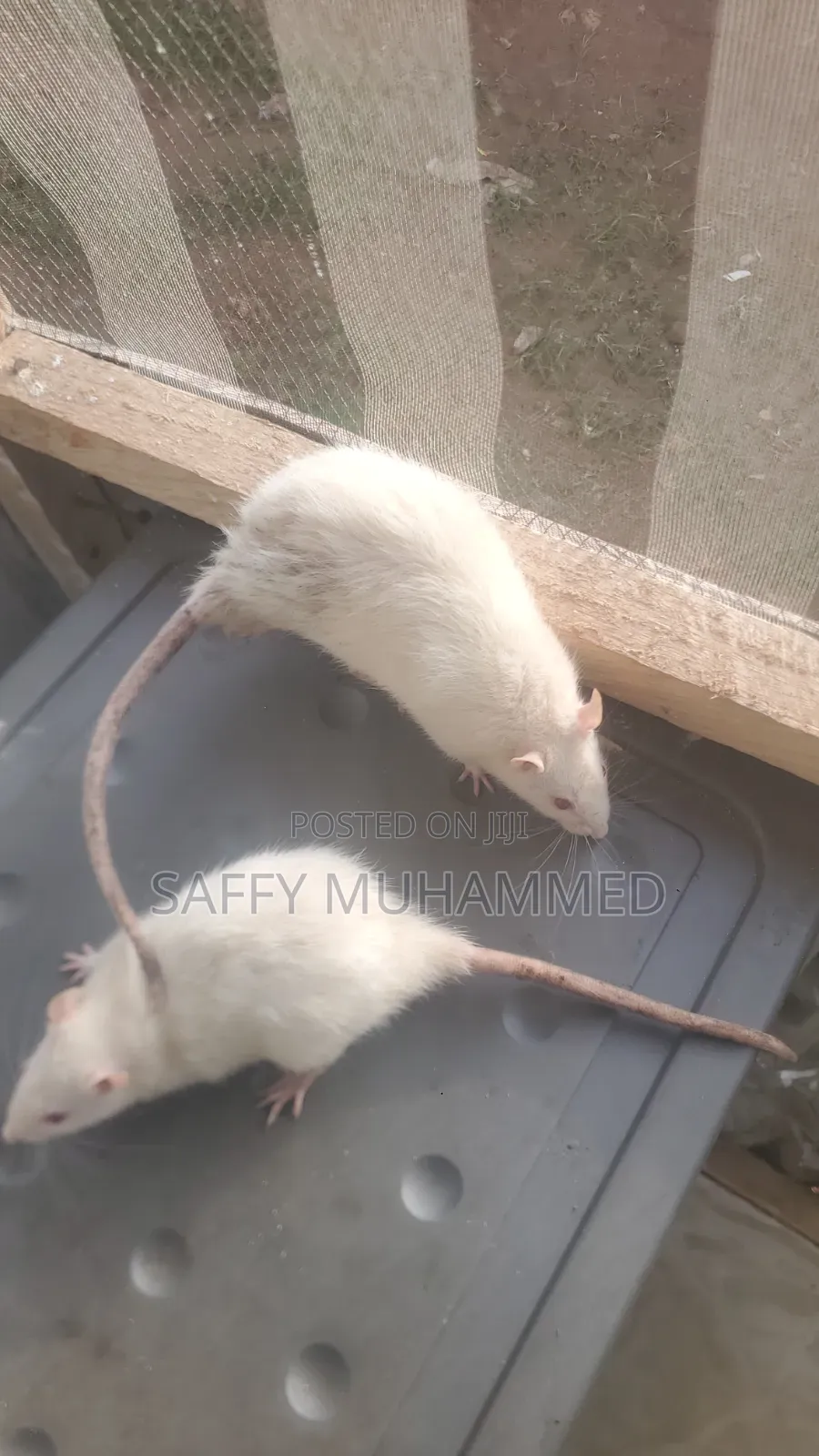 White Rat for Sell