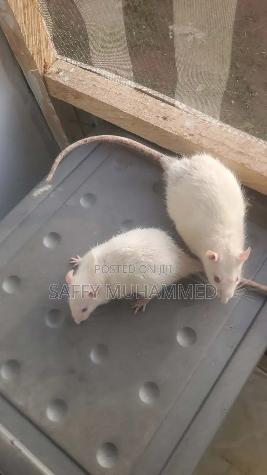 White Rat for Sell