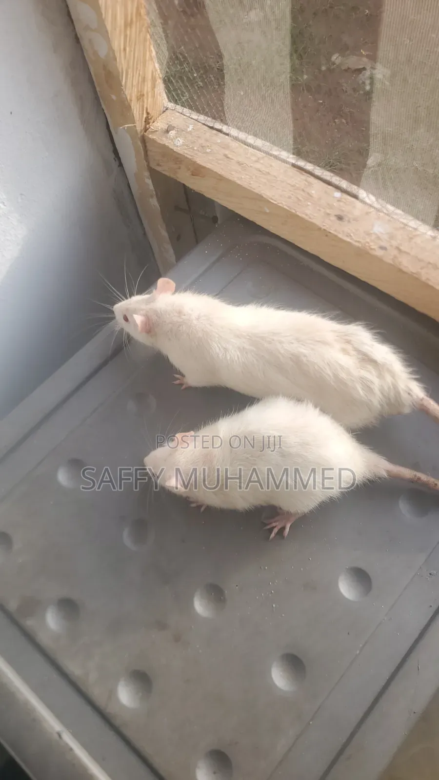 White Rat for Sell