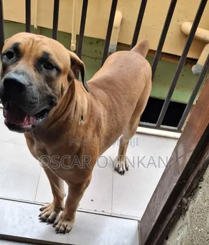 1+ year Male Purebred Boerboel