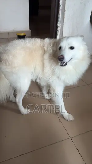 1+ year Male Purebred American Eskimo