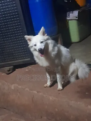 3-6 months Female Purebred American Eskimo