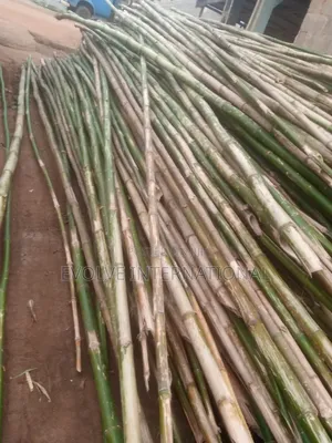 Corolla Thick Bamboo