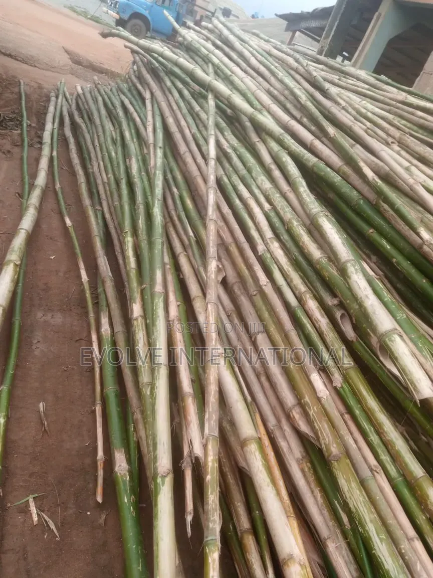 Corolla Thick Bamboo