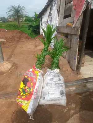 Hybrid Palm Seedling, Banana Suckers, Plantain Suckers, Coconut ,