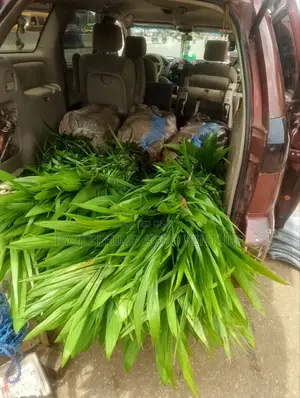 Hybrid Palm Seedling, Banana Suckers, Plantain Suckers, Coconut ,