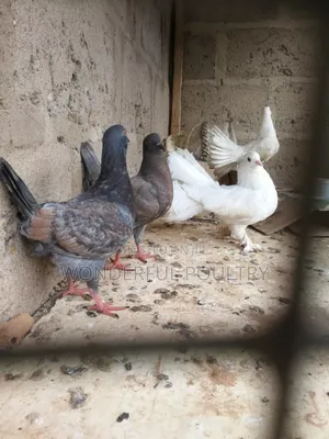 Fan Tails Pigeon