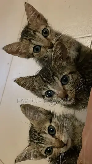 1-3 months Female Purebred Tabby