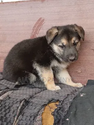 0-1 month Male Purebred German Shepherd