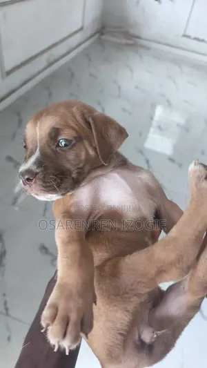 1-3 months Female Purebred Boerboel