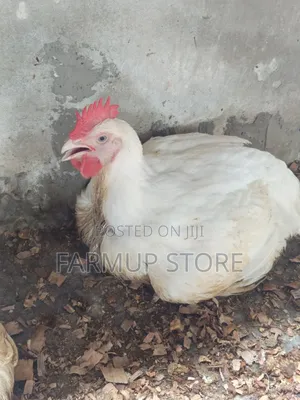 7weeks Broiler 3kg Available