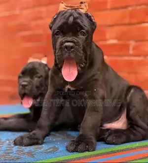 1-3 months Male Purebred Cane Corso