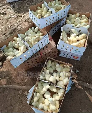 Original Agrited Ros308 Broiler