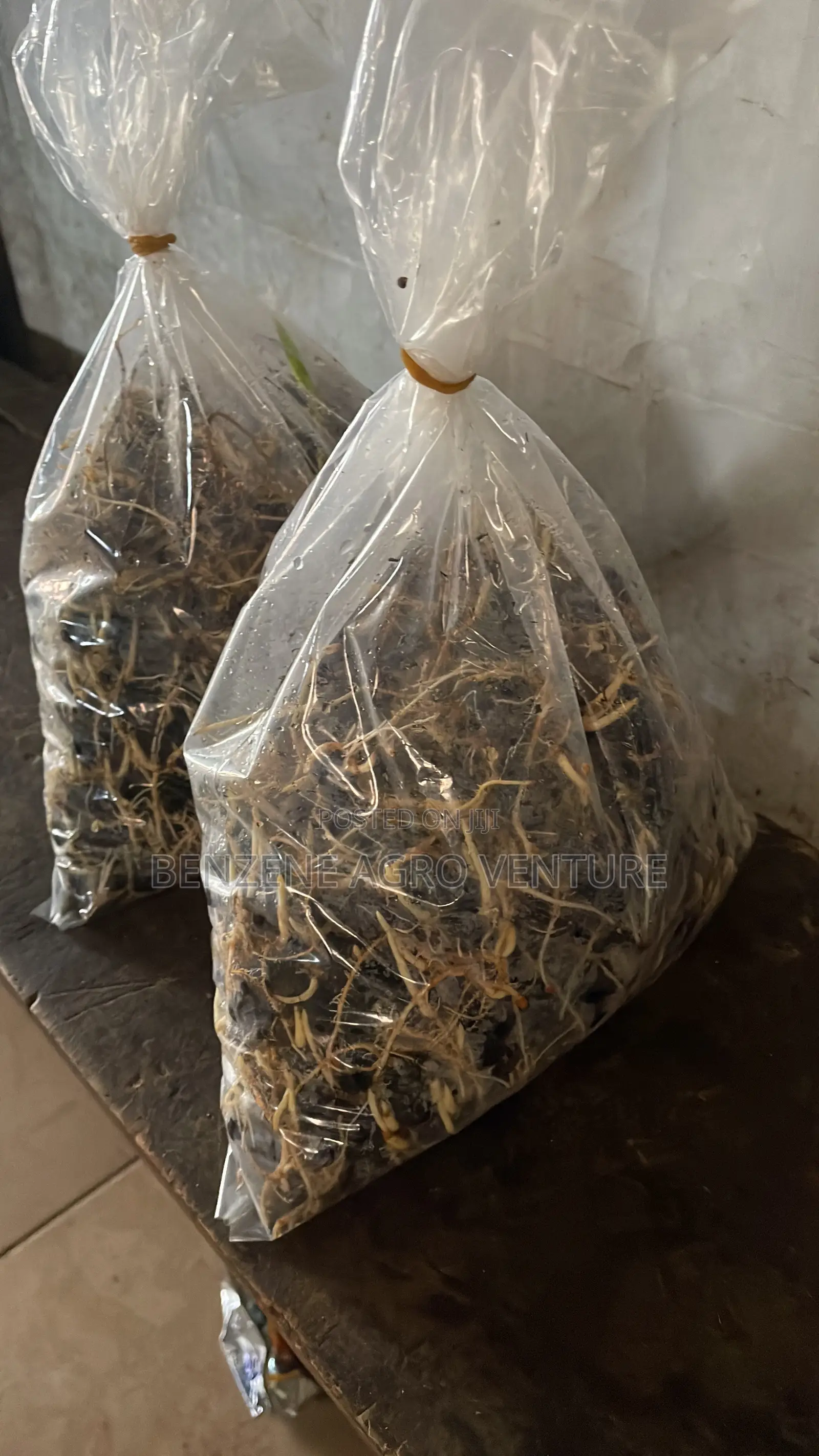 Palm Seedling Medium Bags