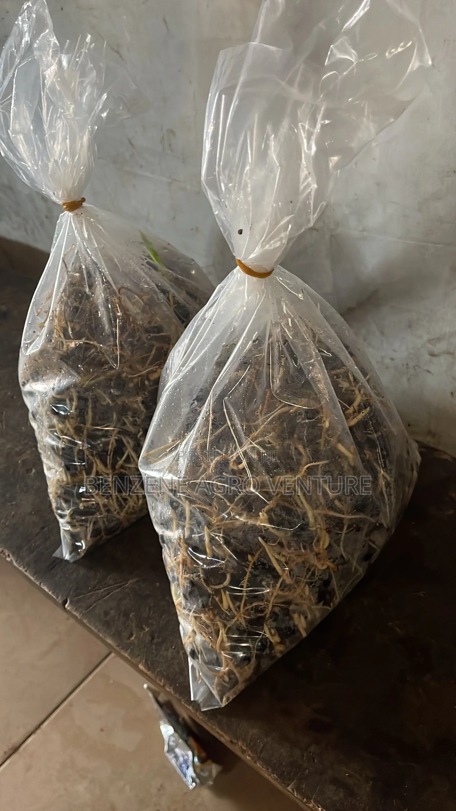 Palm Seedling Medium Bags