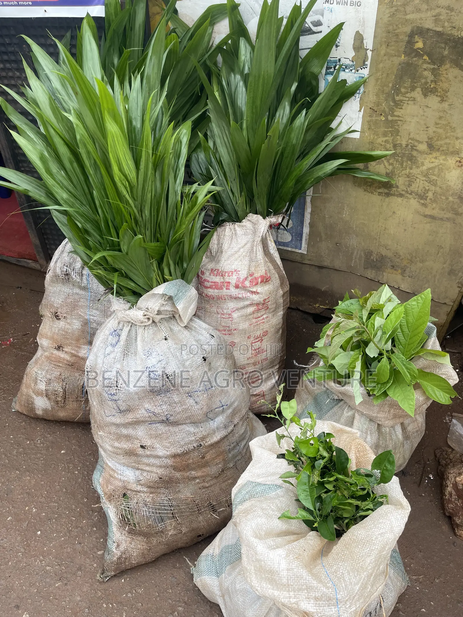 Palm Seedling Medium Bags