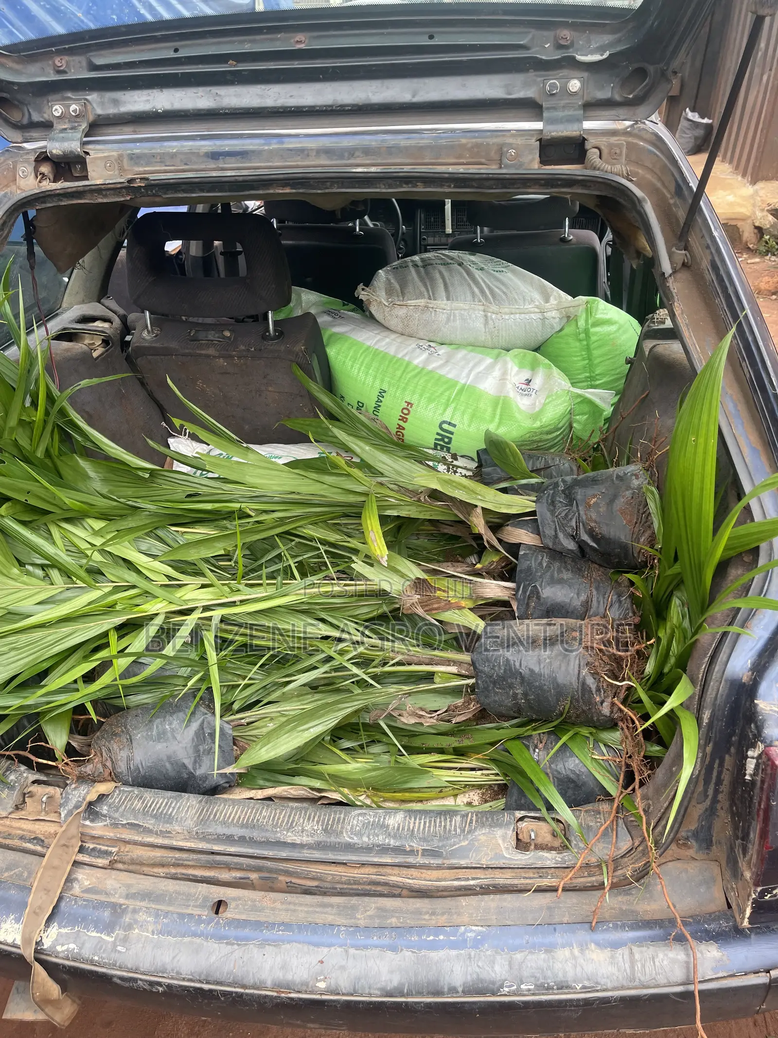 Palm Seedling Medium Bags
