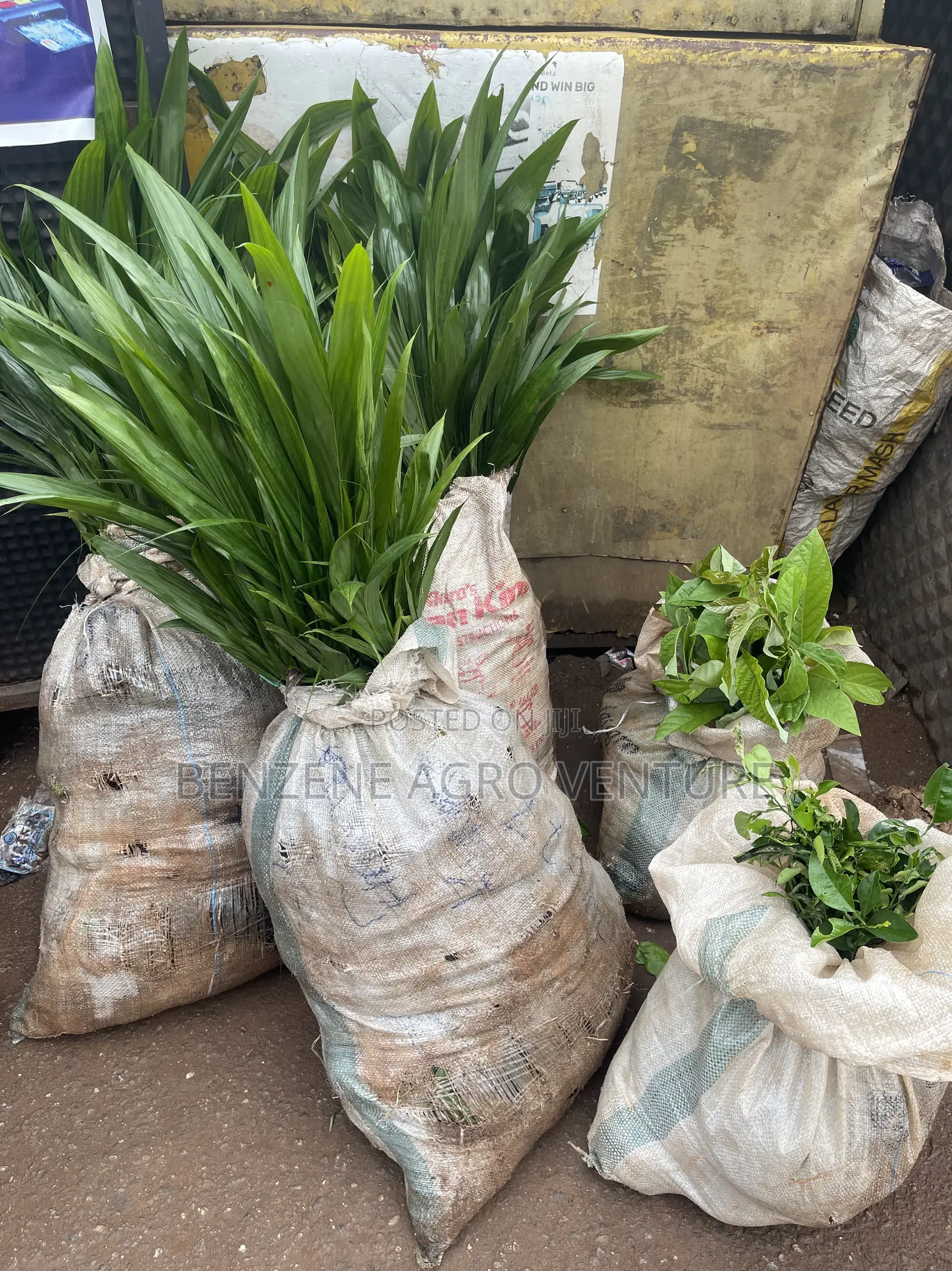 Palm Seedling Medium Bags