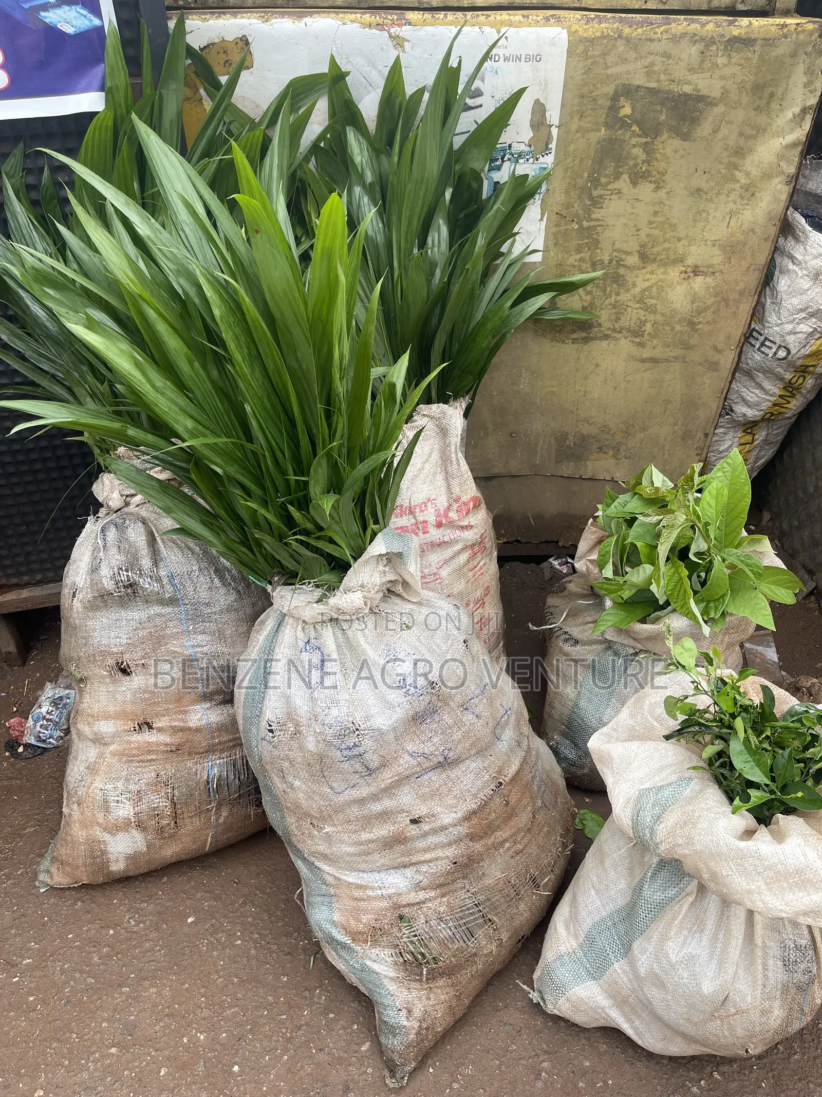 Palm Seedling Medium Bags