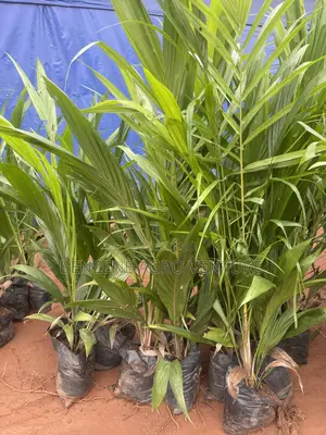 Palm Seedling Medium Bags