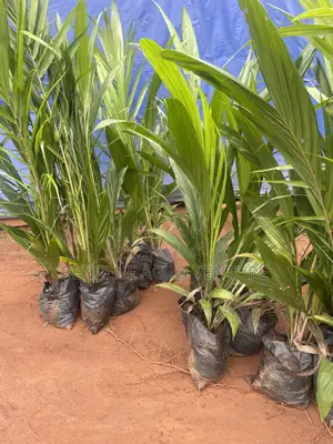 Palm Seedling Medium Bags