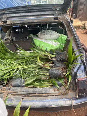 Palm Seedling Medium Bags