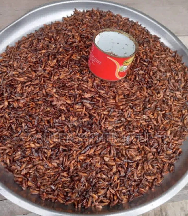 Edible Termite (Aku)