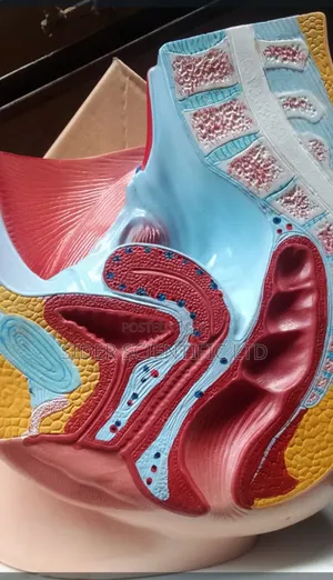 Pelvic Examination
