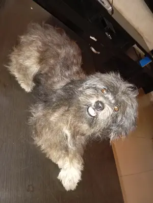 1+ year Female Purebred Lhasa Apso