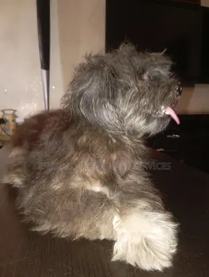 1+ year Female Purebred Lhasa Apso