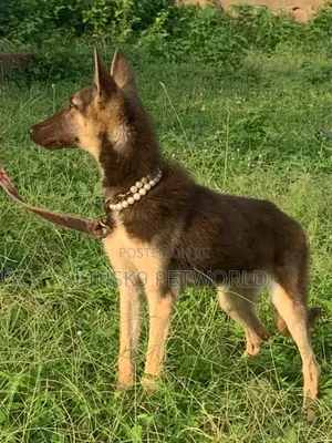 3-6 months Female Purebred German Shepherd