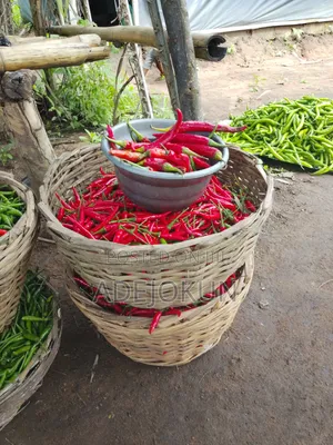 Chilli Pepper